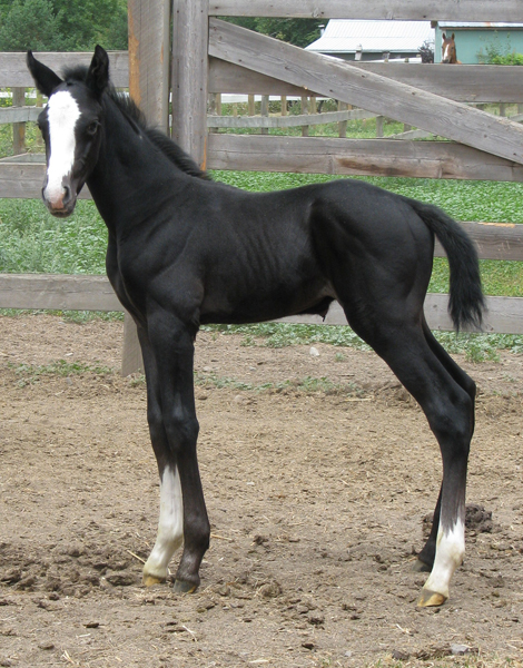 Fatima 2008 colt